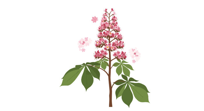 Detailed illustration of a horse chestnut tree branch with a tall spike of pink flowers and large palmate leaves on white background.