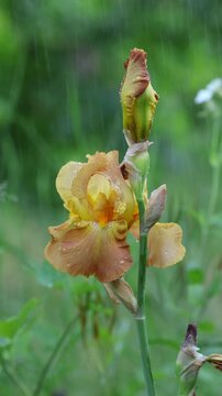 Peach Bearded Iris Flower Swaying in Rain in Slow Motion. Delicate Iris Germanica Bloom with Raindrops and Wind Outdoors Vertical Video Nature Background