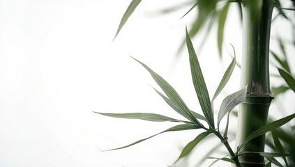 Naklejka premium textured bamboo leaf surface in white background with high key illumination