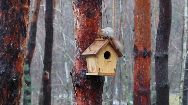 Three Red Squirrels Playing Around Wooden Nest Box in Pine Forest. Cute Red Squirrels Chasing Each Other Near Birdhouse. Family of Three Red Squirrels Exploring Forest Nest Box