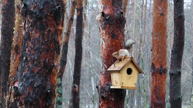 Playful Red Squirrels Running Around Wooden House in Pine Woods. Wild Red Squirrels Socializing Around Tree Mounted Birdhouse