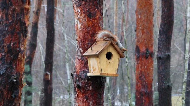 Playful Red Squirrels Running Around Wooden House in Pine Woods. Wild Red Squirrels Socializing Around Tree Mounted Birdhouse