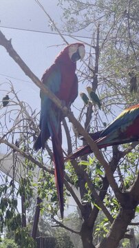 Vibrant Macaws Perched on a Sunlit Tree Branch in a Lush Tropical Setting