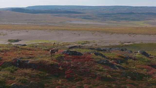Aerial Drone Shot of Lone Caribou with Large Antlers on Arctic Tundra