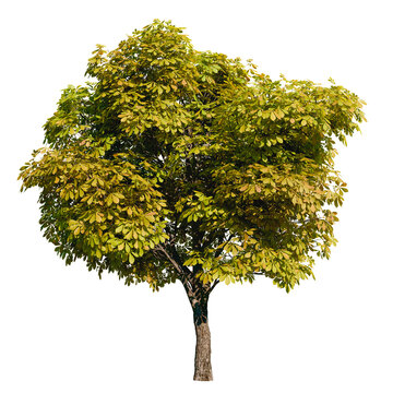 Isolated tree with transparent background. Asculus hippocastanum or the horse chestnut is a robust tree up to 25 meters high. Summer vresion.	