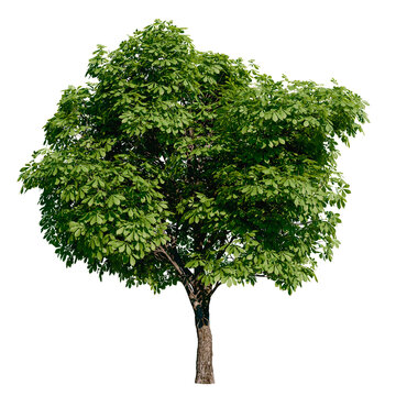 Isolated tree with transparent background. Asculus hippocastanum or the horse chestnut is a robust tree up to 25 meters high. Spring version.	