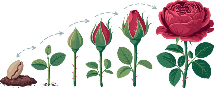 Red Rose Flower Growth Stage Infographic Diagram with Seed Sprout Green Bud and Full Blooming Blossom Icons for Biology Education Layout Designs