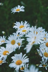 Fototapeta premium daisies in the garden
