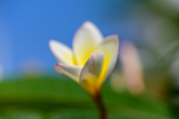 Fototapeta premium White Bougainvillea Flowers Macro in Sunlight