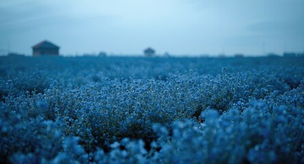 Obraz premium Wide landscape format with beautiful blue flowers and ample copy space featuring cool blue shades