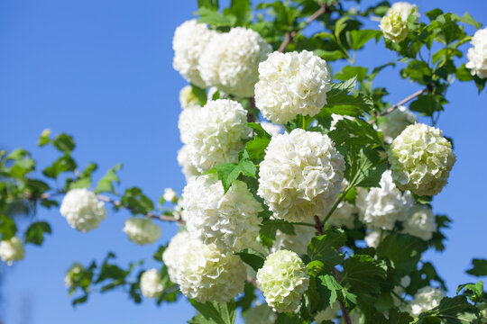 Decorative viburnum Boule de Neige blooming with large white balls of small flowers.