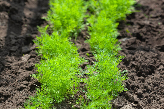 Young green dill in the garden bed. Growing herbs.