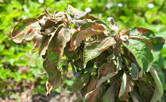 The leaves of the young tree have been chemically burned and are drying up and withering.