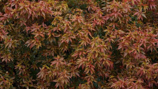Seasonal changes in alatus dipterocarpus foliage colors