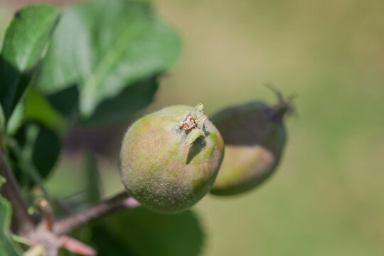 Small apple fruit on a branch in an apple orchard. growing fruit in the garden.