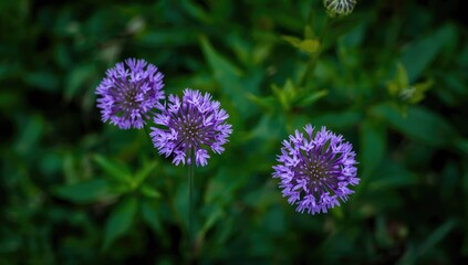 Fototapeta premium Purple flowers blooming among green foliage