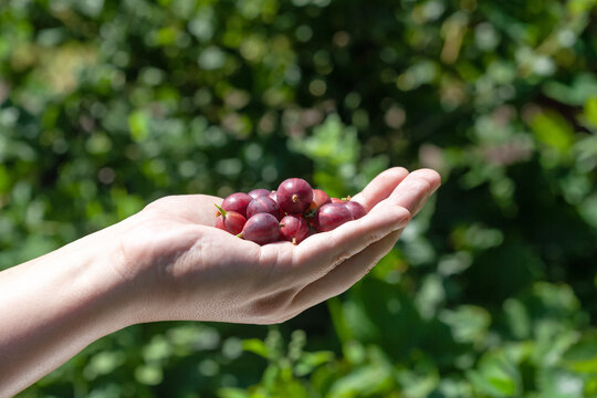 A man holds a red gooseberry in his hand. Growing fruits and berries at home.