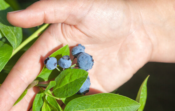 Fruiting blueberries. Ripe blueberries in the garden. Growing blueberries. A man harvests blueberries.