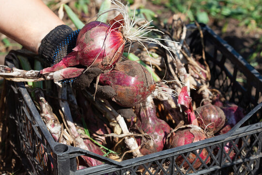 Young freshly dug onions in the garden. The farmer holds the onion in his hand. Growing onions.