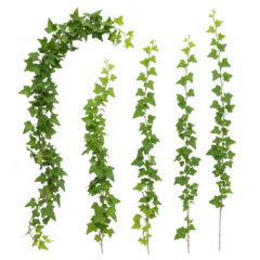 Green ivy vines with detailed leaves isolated on transparent background © Nice PNG