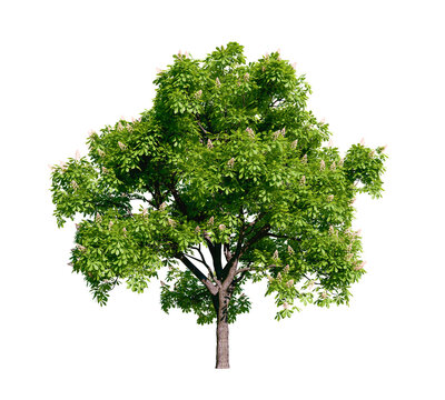 Isolated tree with transparent background. Asculus hippocastanum or the horse chestnut. Spring version.	
