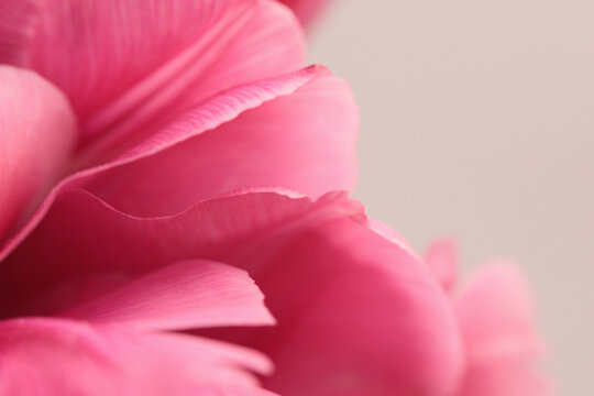 Smoke close-up selective soft focus pink,  Tulip Flower Petals, leaf. Macro blur natural art abstract beige background.