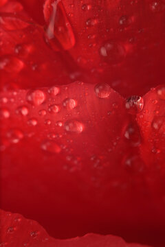 Close-up selective soft focus Red Flower bud Petals with Water Drops. Natural art smoke blur background.