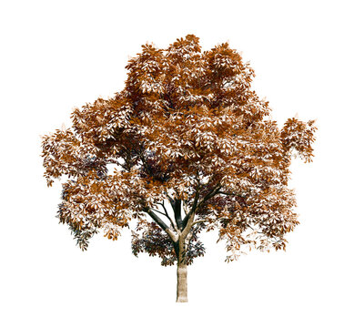 Isolated tree with transparent background. Asculus hippocastanum or the horse chestnut. Winter version.	