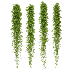 Four cascading green vines with small leaves isolated on transparent background © Nice PNG