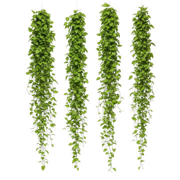 Four cascading green vines with small leaves isolated on transparent background