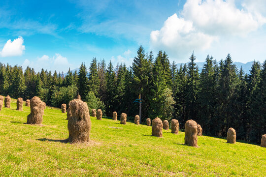 rural landscape with coniferous forest on a green hill. spruce trees on grassy meadow in tatra mountains. summer vacation in poland