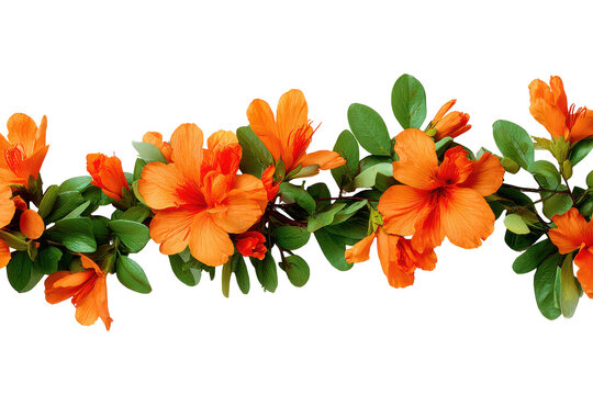 Vibrant orange flower garland isolated on transparent background.