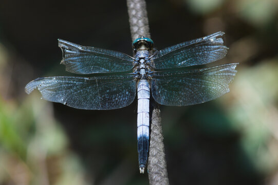 Deielia phaon dragonfly hanging in a string.