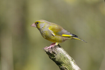 Obraz premium European Greenfinch (Chloris chloris) perched on a mossy tree branch in the wild