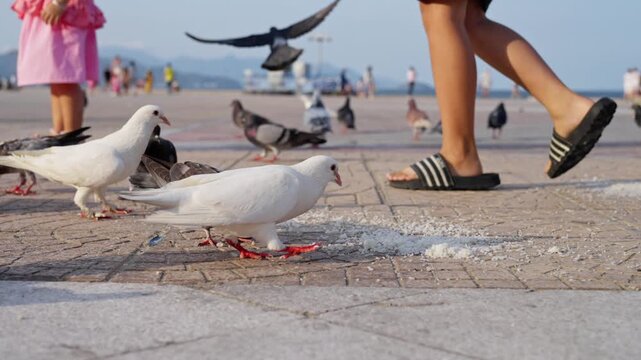 Slow motion seaside sequence of children interacting with feeding pigeons on textured quay showing progression from arrival to culmination