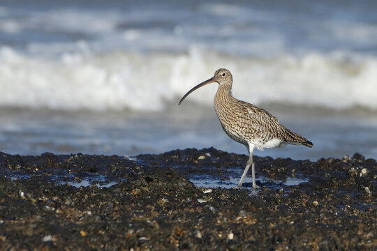 Eurasian curlew (Numenius arquata) walking on the rocky seashore looking for food