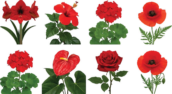 Collection of various red flowers including rose hibiscus poppy and amaryllis isolated on white background vector illustration