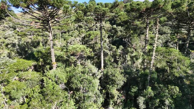 Aerial view of a brazilian rainforest with Araucaria trees