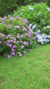 Walking through a hortensia flower path at southeast Brazil