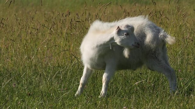 White goat pausing to graze in sunny meadow at midpoint of rural clip showing gentle motion