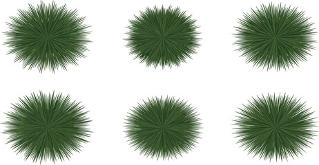 Collection of Coniferous Tree Icons in Top-Down View for Landscape Architecture and Sustainable Park Site Planning © MstAnjuAra