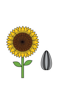 Sunflower and Seed Illustration.