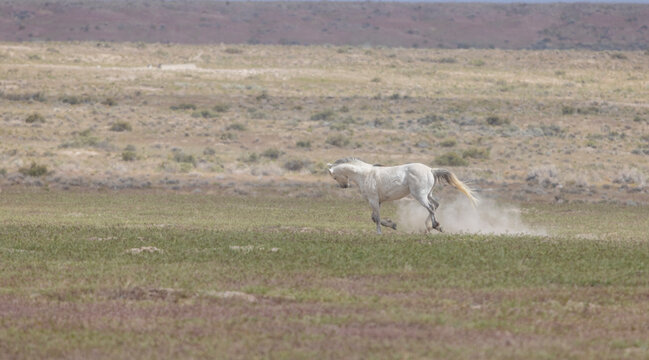 Wild Horse in the Utha Desert in Springtime