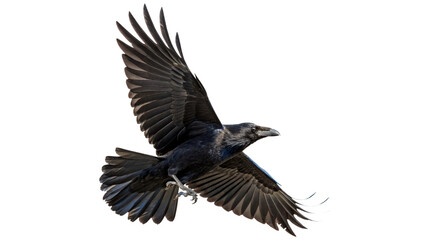 Naklejka premium Large black crow raven flying down with wide wings isolated on transparent background cut out