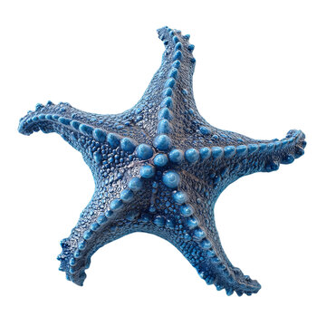PNG of A vibrant blue starfish showcasing intricate textures and patterns.