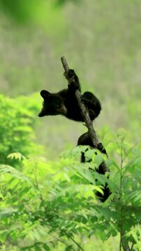 Cutest Ever Black Bear Cubs Siblings Playing 