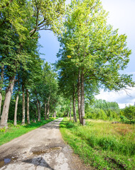 Fototapeta premium Lush green trees frame a quiet dirt path