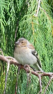 Friedlicher Buchfink-Jungvogel (Fringilla coelebs) ruht auf einem Ast-Ein junger Buchfink sitzt schlafend auf einem Ast. Authentische Naturaufnahme aus dem Garten mit ruhiger Stimmung 