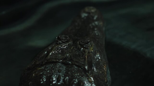 Close up of an alligator head lurking in dark water. Dangerous predator slowly swimming in the night.