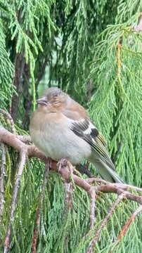 Schlafender Jungvogel Buchfink (Fringilla coelebs) im Naturgarten-Zarter Jungvogel eines Buchfinks ruht schlafend auf einem Ast. Nat&uuml;rlicher Moment aus dem Garten, ideal f&uuml;r Natur, Ruhe und Wildlife-T
